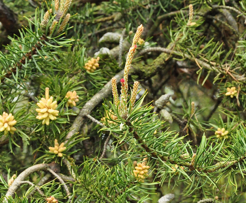 Pinus banksiana