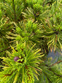 pinus-mugo-winter-gold-compacte-den.jpg