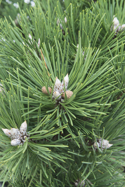 pinus-nigra-nana.jpg