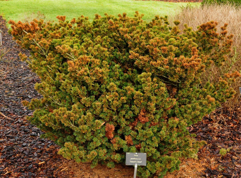 Pinus parviflora 'Adcock's Dwarf'