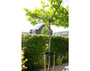 platanus_hispanica-dakplataan.webp