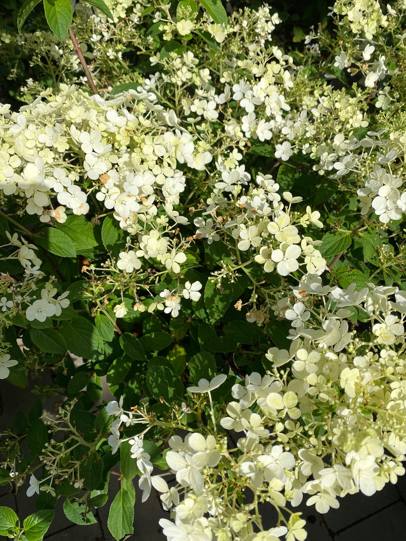  Pluimhortensia - Hydrangea paniculata