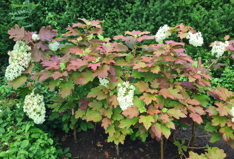 quercifolia snowflake