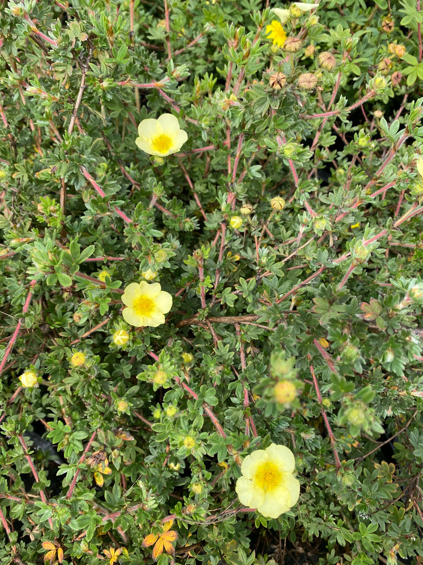 potentilla primrose beauty heester ganzerik