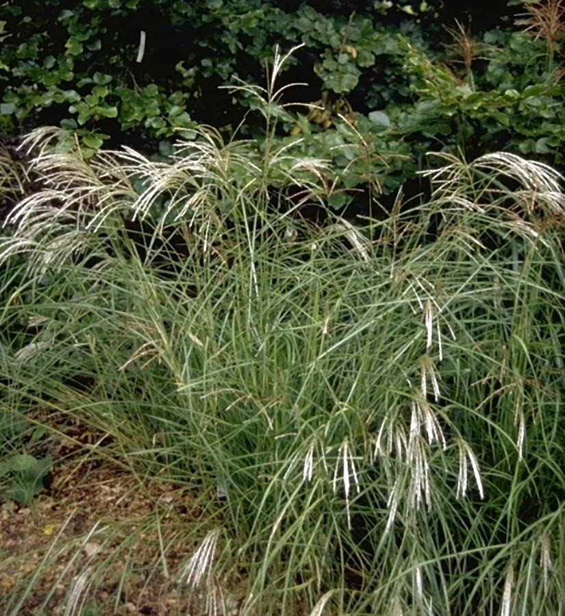 Prachtriet - Miscanthus sinensis 'Kleine Silberspinne'