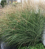 Prachtriet - Miscanthus sinensis 'Gracillimus'