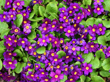 primula-wanda.jpg