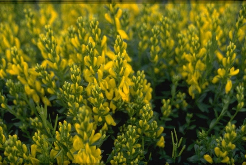 Heidebrem - Genista pulchella