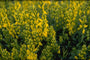 Heidebrem - Genista pulchella