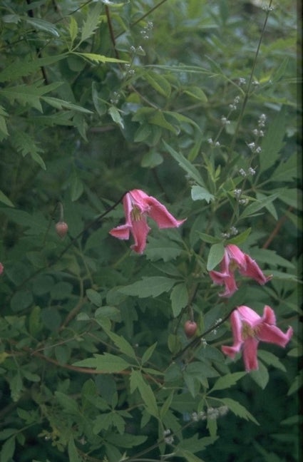 Clematis 'Etoile Rose'