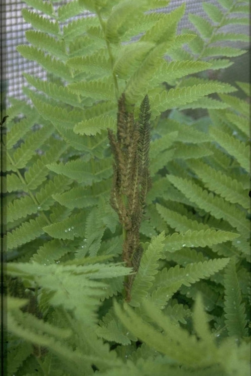 Koningsvaren - Osmunda claytoniana