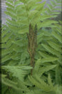 Koningsvaren - Osmunda claytoniana