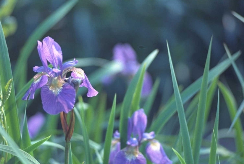 Iris 'Perry's Blue'