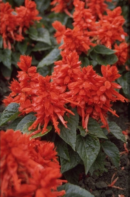 Salie - Salvia Splendens (Vuursalie)