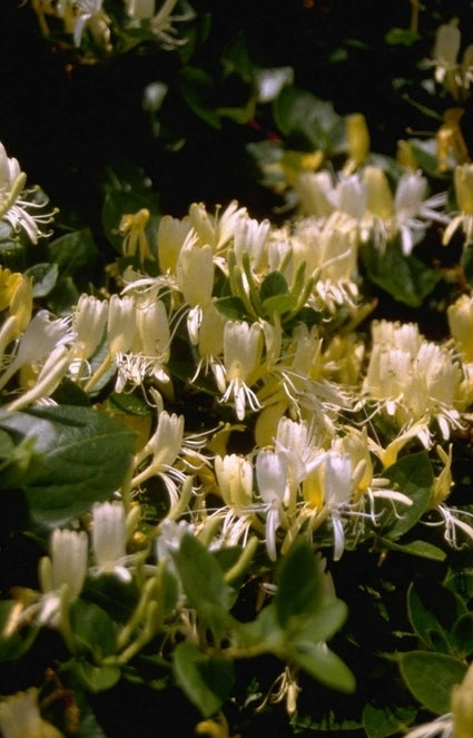 Japanse kamperfoelie met witgele bloemen