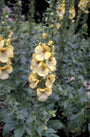 Verbascum 'Buttercup'