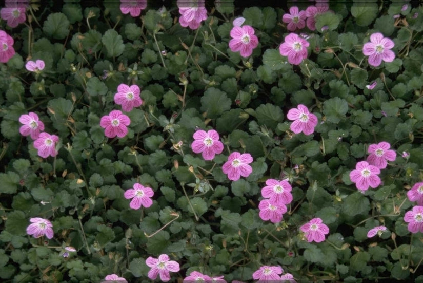 Reigersbek - Erodium x variabile 'Bishop's Form'