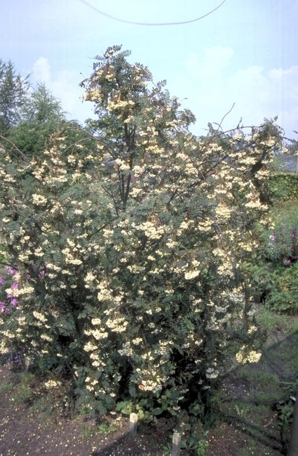 Lijsterbes Sorbus koehneana