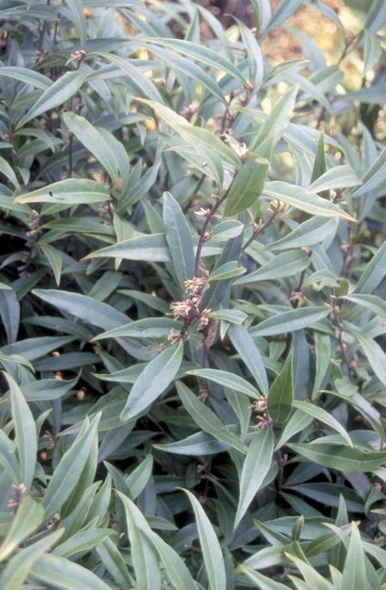 Vleesbes - Sarcococca hookeriana 'Purple Stem'