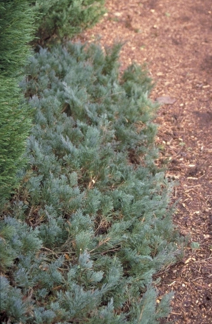 Juniperus horizontalis 'Wiltonii'