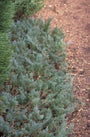 Juniperus horizontalis 'Wiltonii'