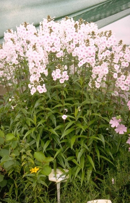 Flox - Phlox carolina 'Miss Lingard'