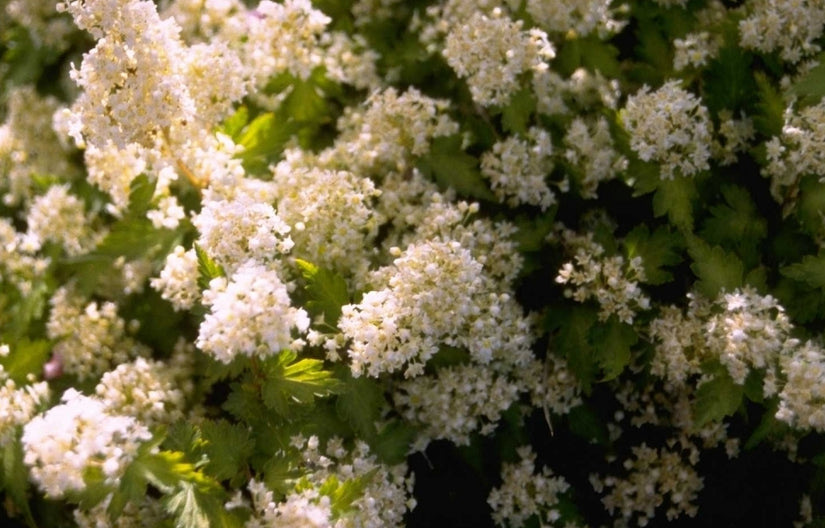 Stephanandra incisa 'Crispa'