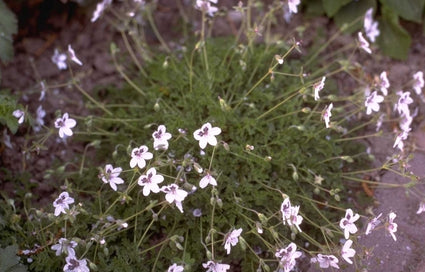 Reigersbek - Erodium guttatum