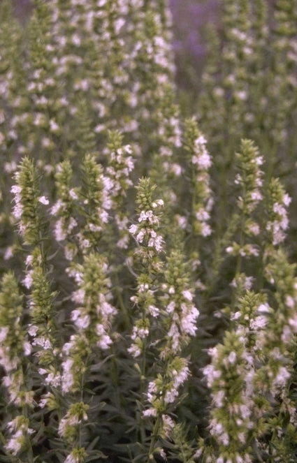 Hyssop - Hyssopus officinalis 'Albus'