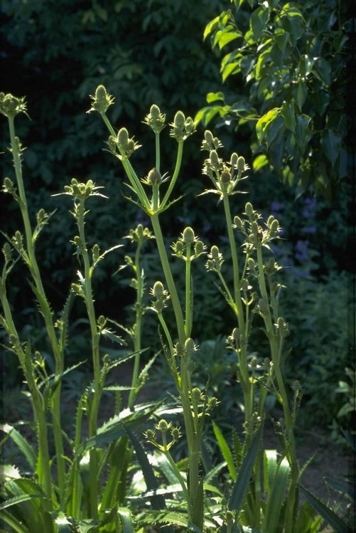 Kruisdistel Eryngium agavifolium