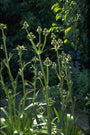 Kruisdistel Eryngium agavifolium