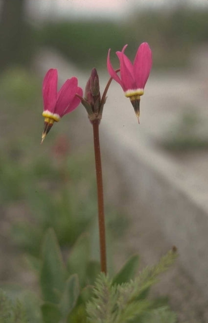 Twaalfgodenkruid - Dodecatheon pulchellum 'Red Wings'