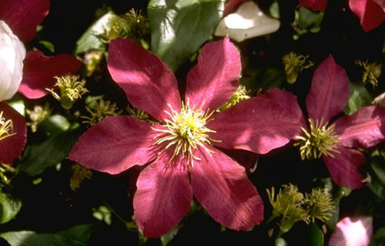 Ooievaarsbek - Geranium renardii 'Tcschelda'