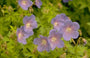Ooievaarsbek - Geranium himalayense 'Gravetye'