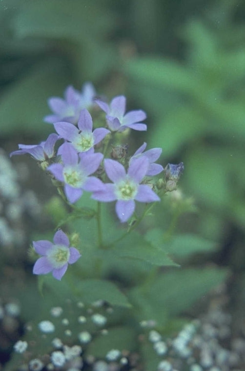 Kluwenklokje - Campanula lactiflora