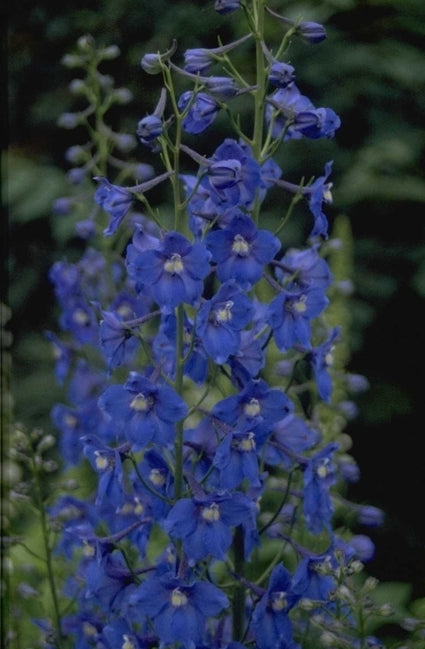 Ridderspoor - Delphinium 'Piccolo'