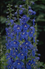 Ridderspoor - Delphinium 'Piccolo'