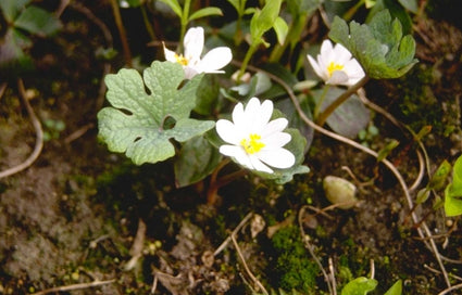 Canadese bloedwortel - Sanguinaria canadensis