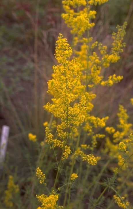 Geel walstro 'Galium verum'