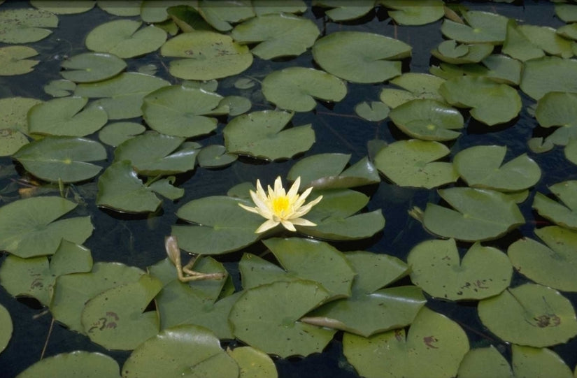 Nymphaea 'Marliacea Chromatella'