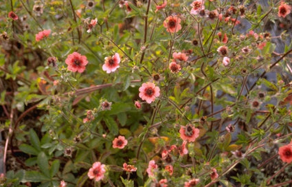 Potentilla nepalensis 'Roxana'