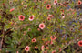 Potentilla nepalensis 'Roxana'