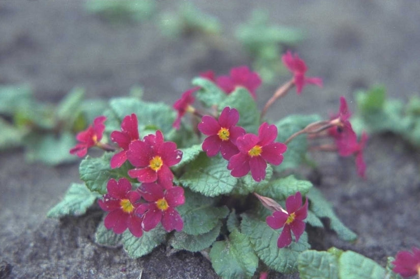 Sleutelbloem - Primula 'Wanda'