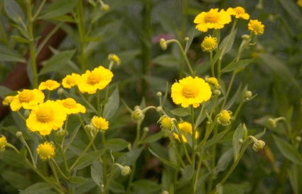 Zonnekruid - Helenium 'Sonnenwunder'