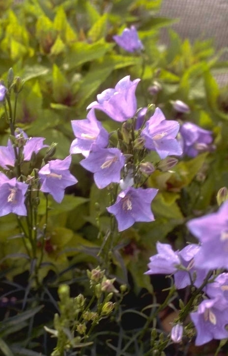 Prachtklokje - Campanula Persicifolia 'Coerulea'