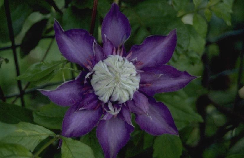 Clematis 'Multi Blue'