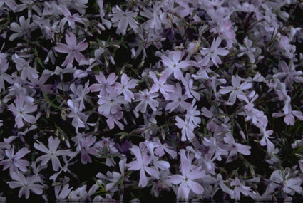 Flox - Phlox 'G.F. Wilson'