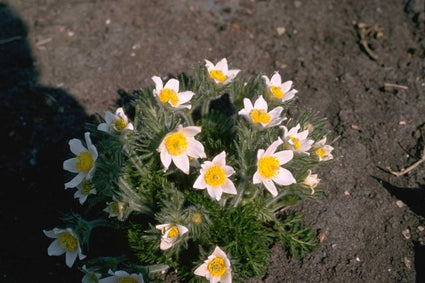 Pulsatilla vulgaris 'Alba'