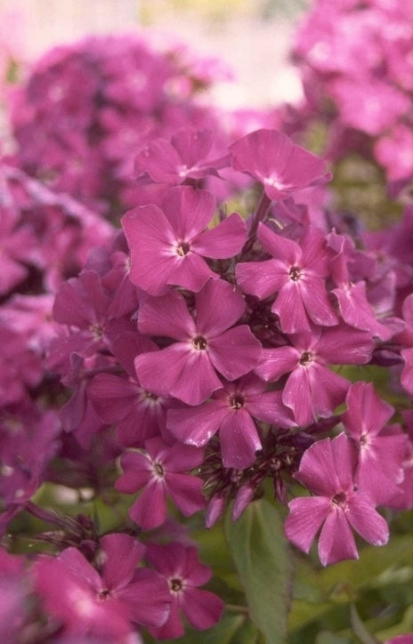 Flox - Phlox 'Iris'