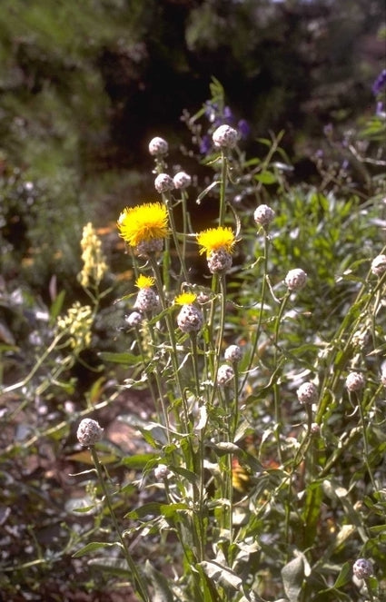Korenbloem - Centaurea glastifolia